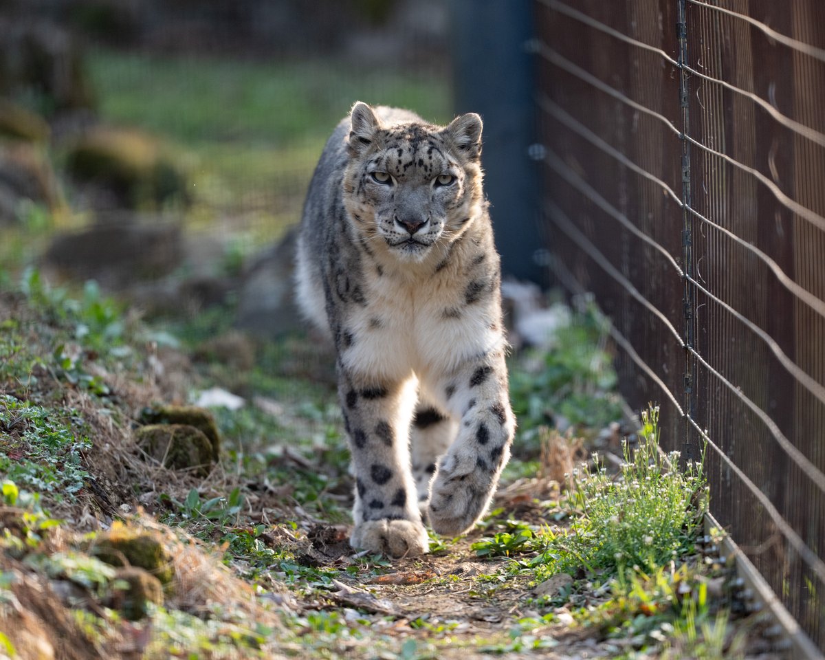 キリッとミミちゃん ユキヒョウ ミミ 多摩動物公園 撮影日 2026/03/21