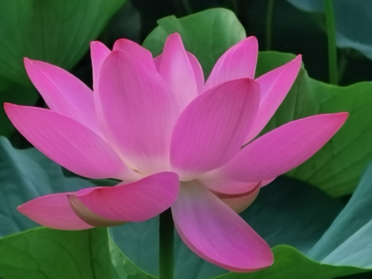 Patrick K. tweet media