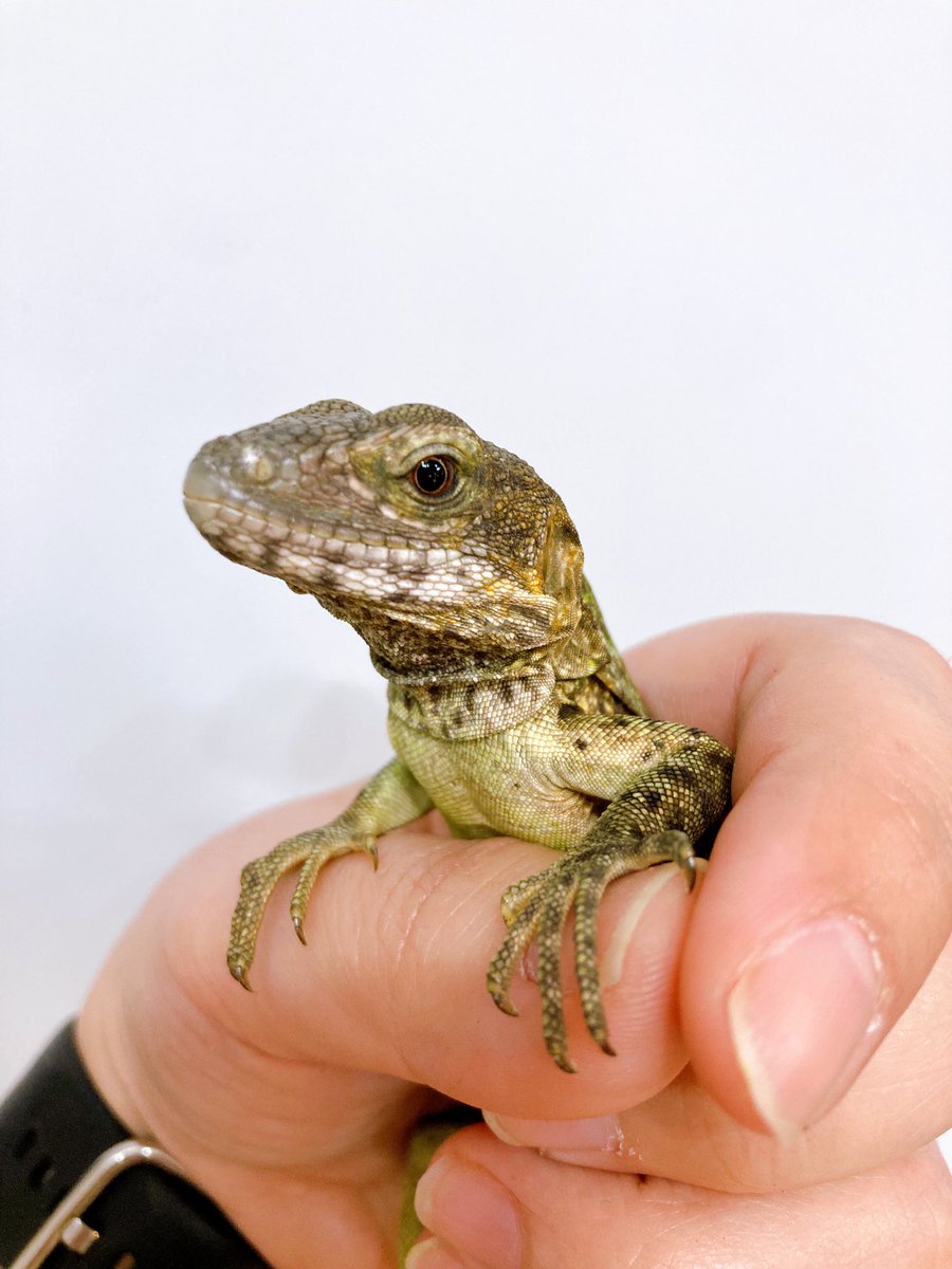 ELMER l エルマー@4/26(日) JH静岡 tweet media