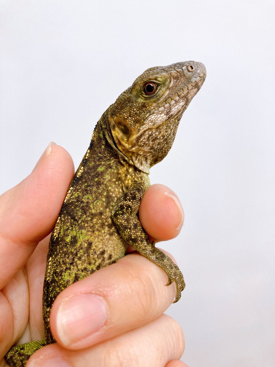 ELMER l エルマー@4/26(日) JH静岡 tweet media