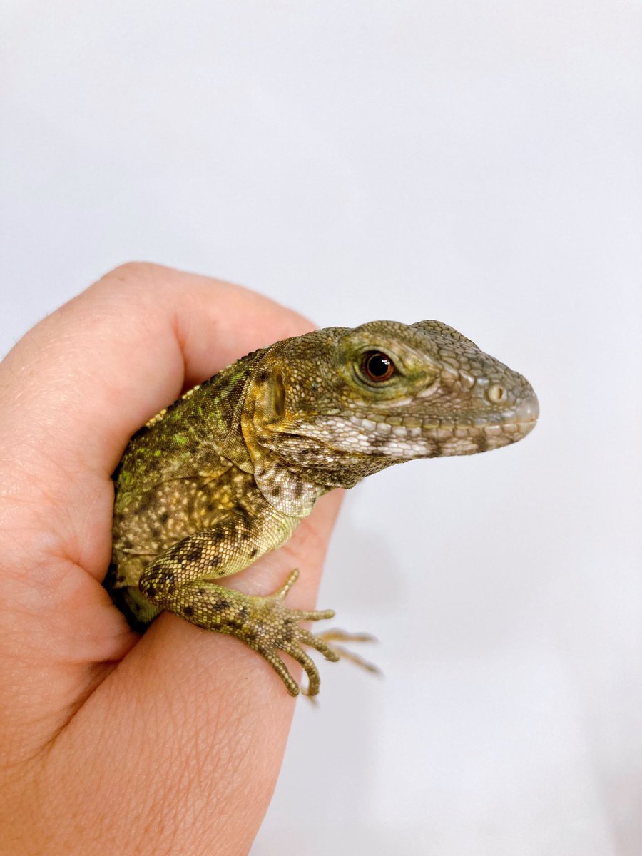 ELMER l エルマー@4/26(日) JH静岡 tweet media