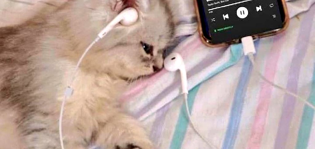 CP tweets ☻ tweet media