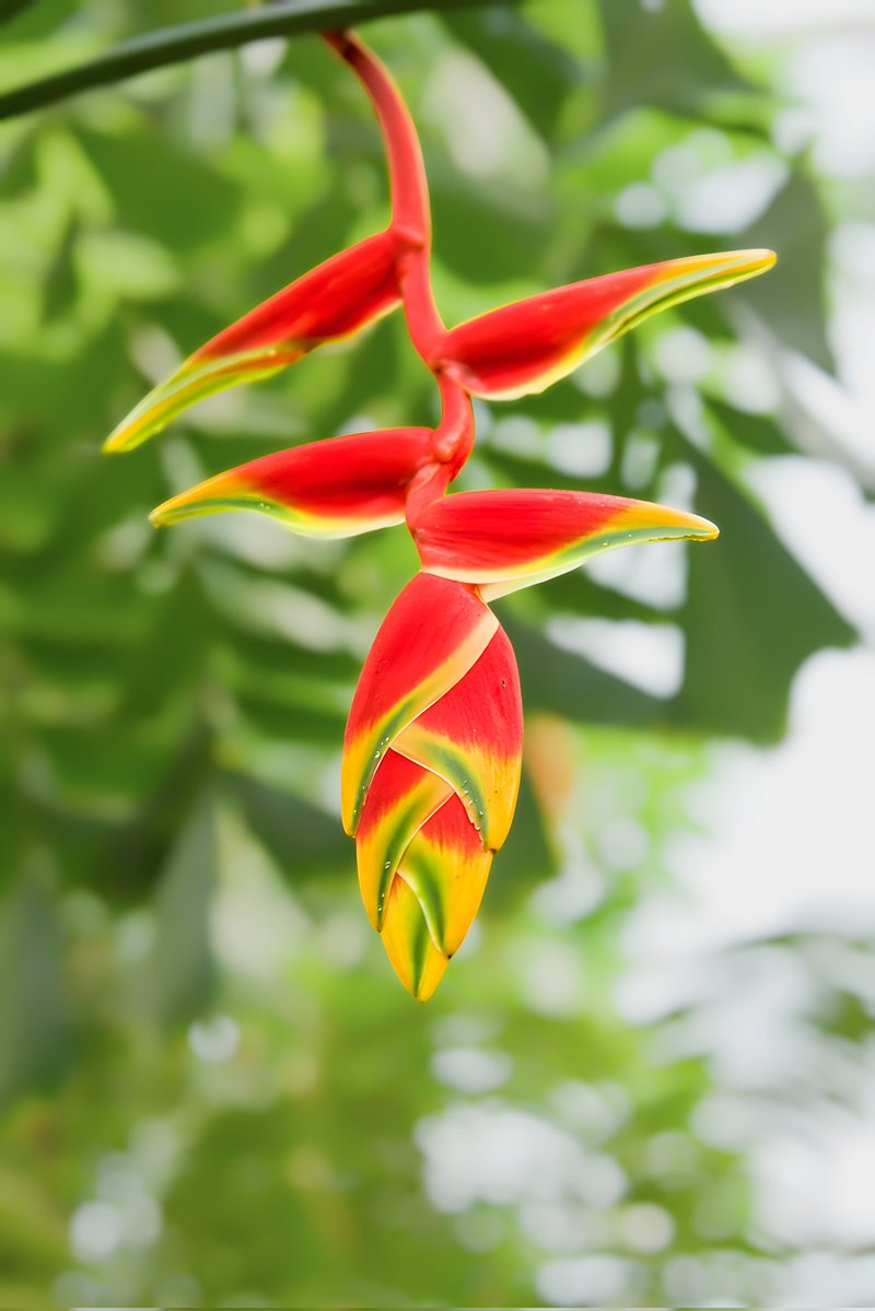 puppeteer tweet media