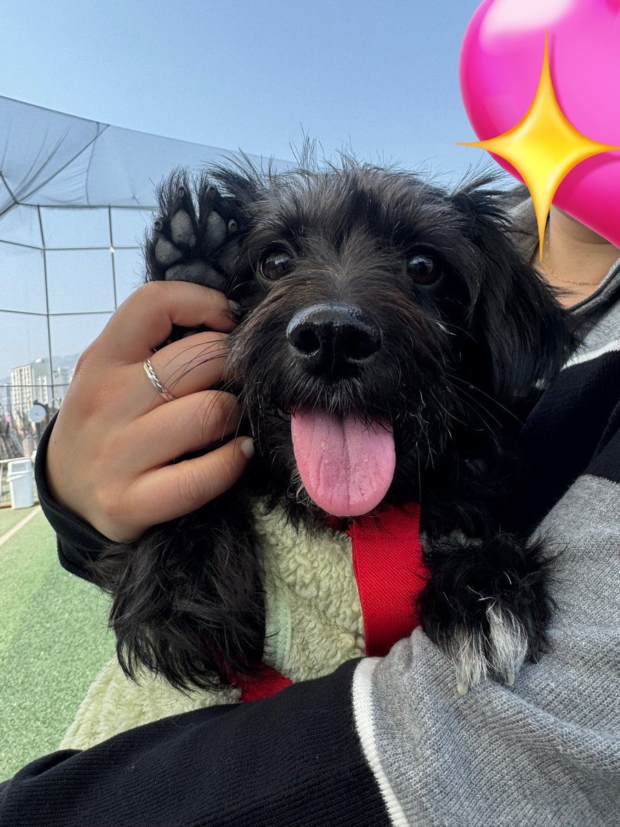 홍성보호소 입양 홍보 tweet media