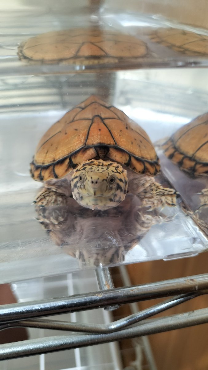 鱗甲梶家 tweet media