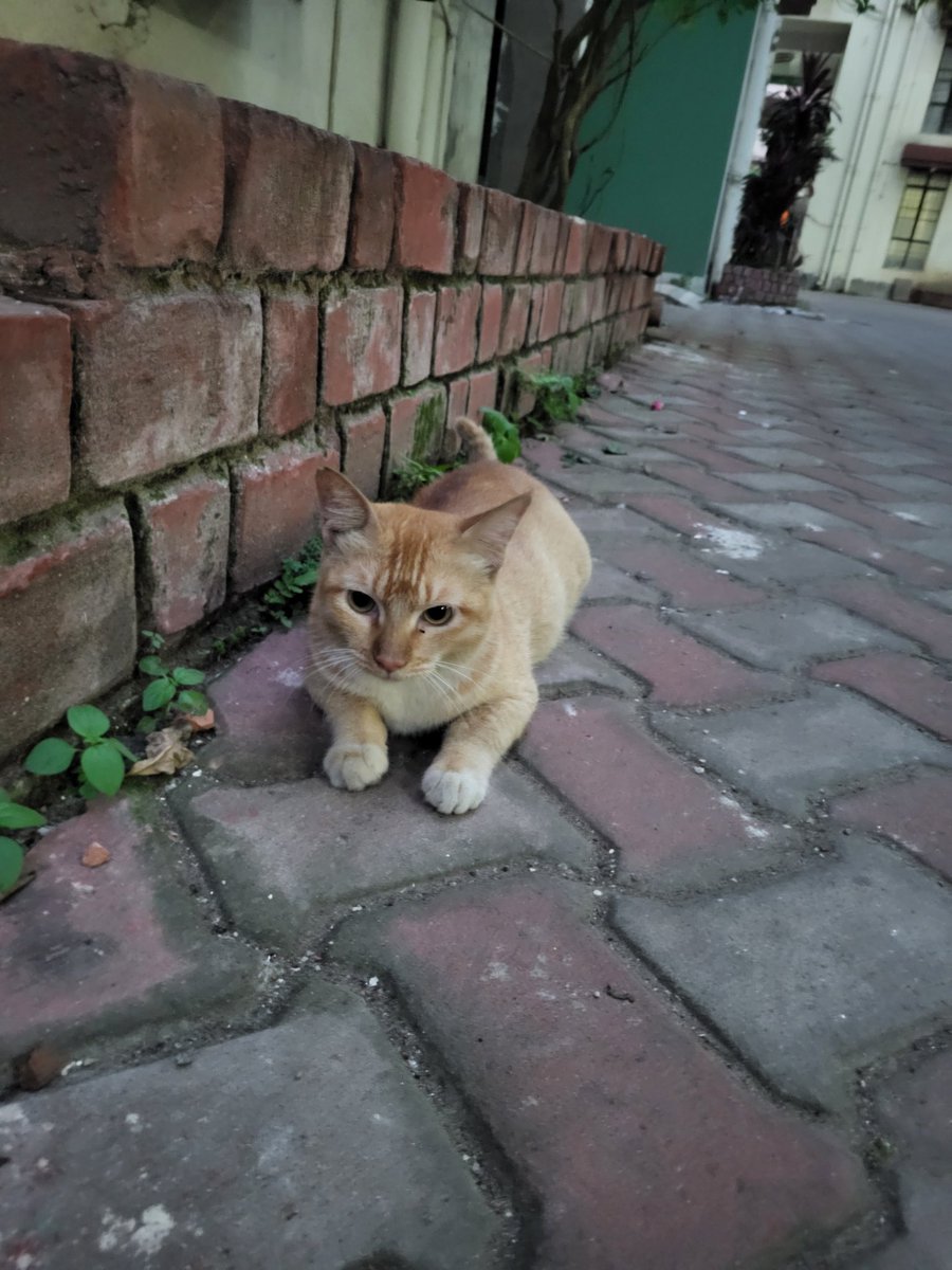 archi :D tweet media