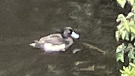 某夢の国にキンクロハジロっぽいのがいました
カルガモ以外もいるんですね