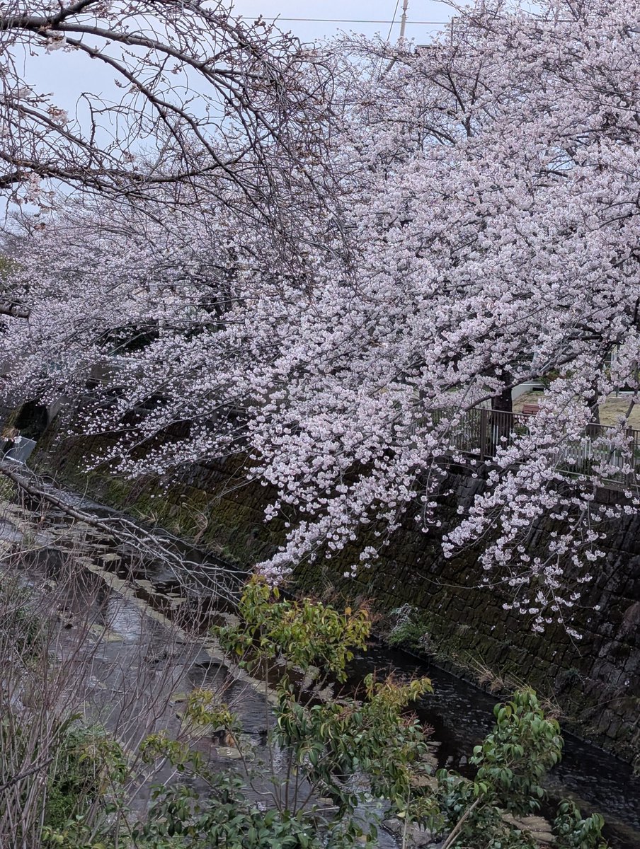 ふくちゃん🐰 tweet media