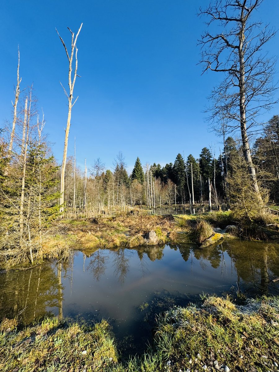 ✨Astrid✨ tweet media