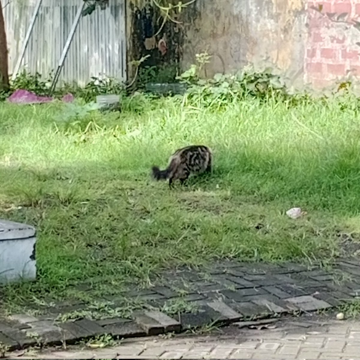 juni🇵🇸 tweet media