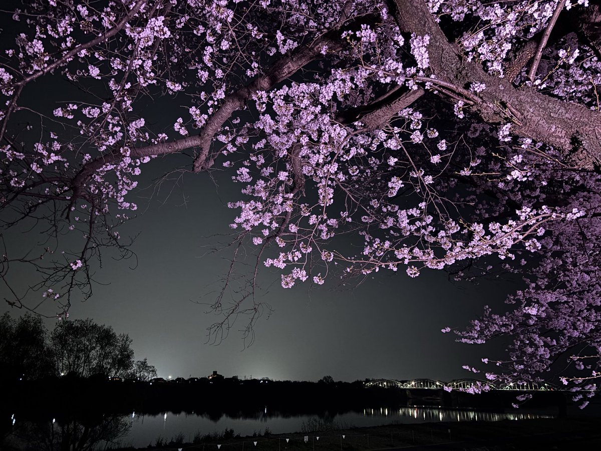 夜桜。
櫻色のライトアップでした🌸