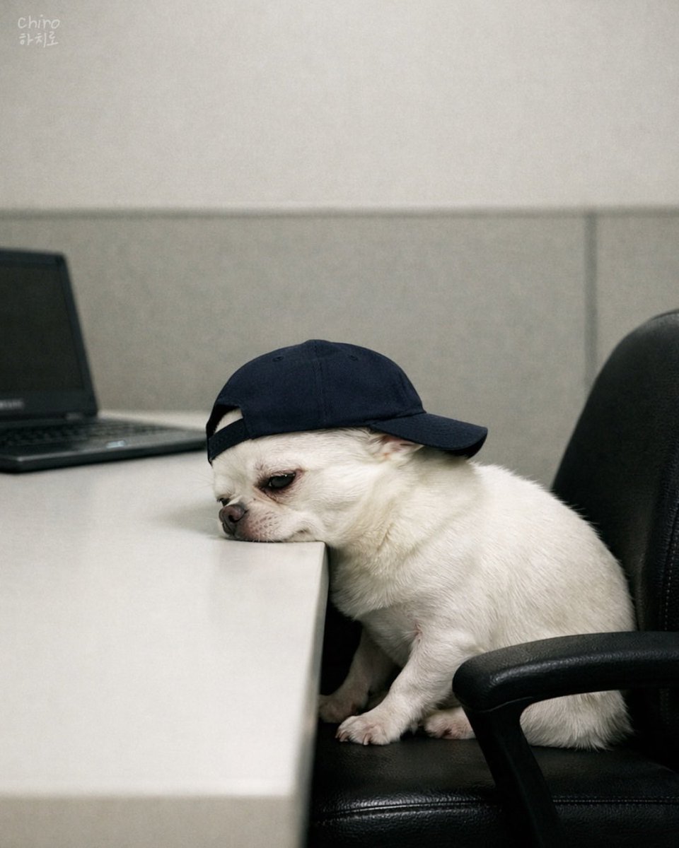 acervo doguinhos tweet media