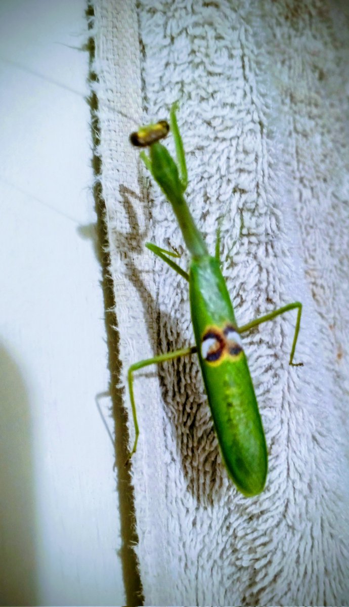 Pao Dasein🍄🌠💫🪐 tweet media