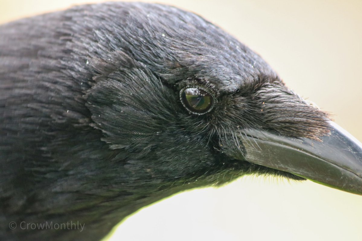 Crow Monthly tweet media