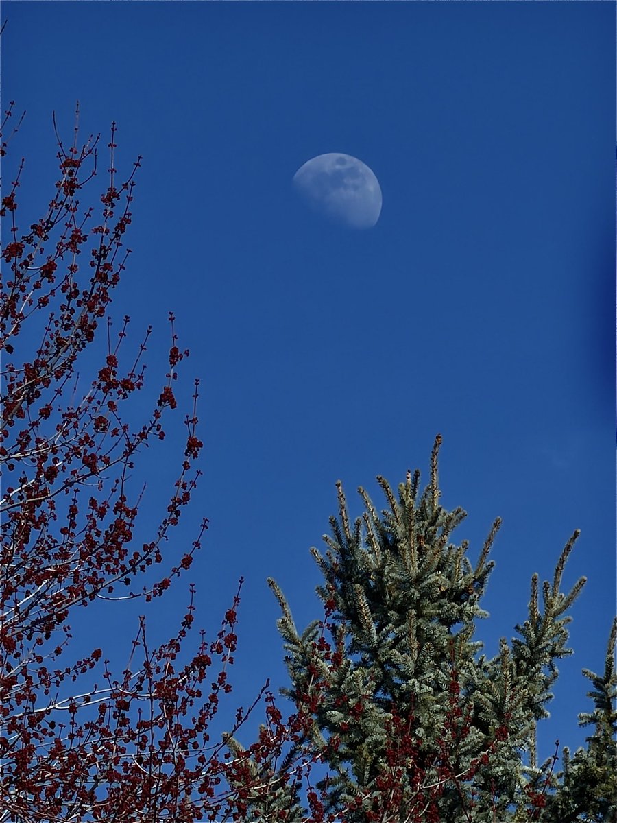 Peeja Blackbird tweet media