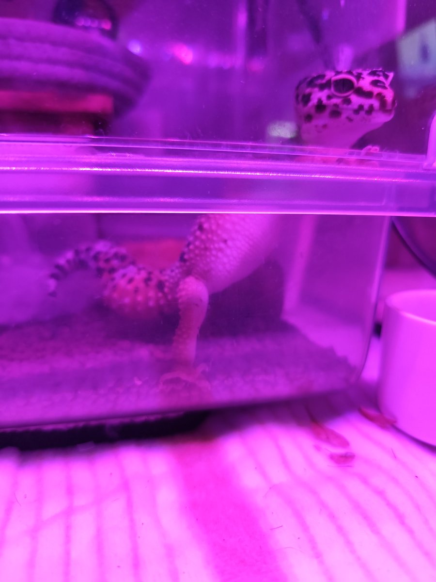 ヴィルキス ヴイツツ🇺🇦 tweet media