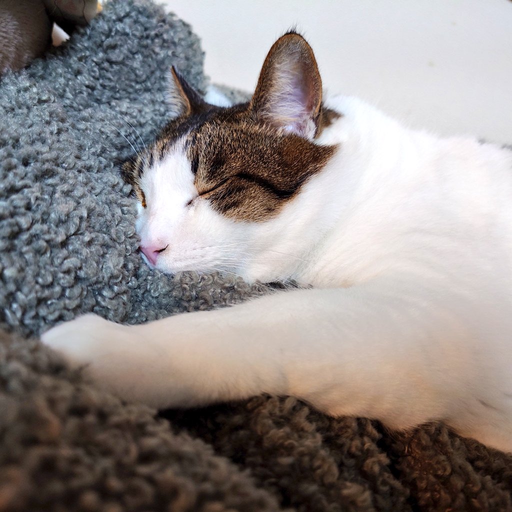 椹野道流🍣フシノミチル tweet media