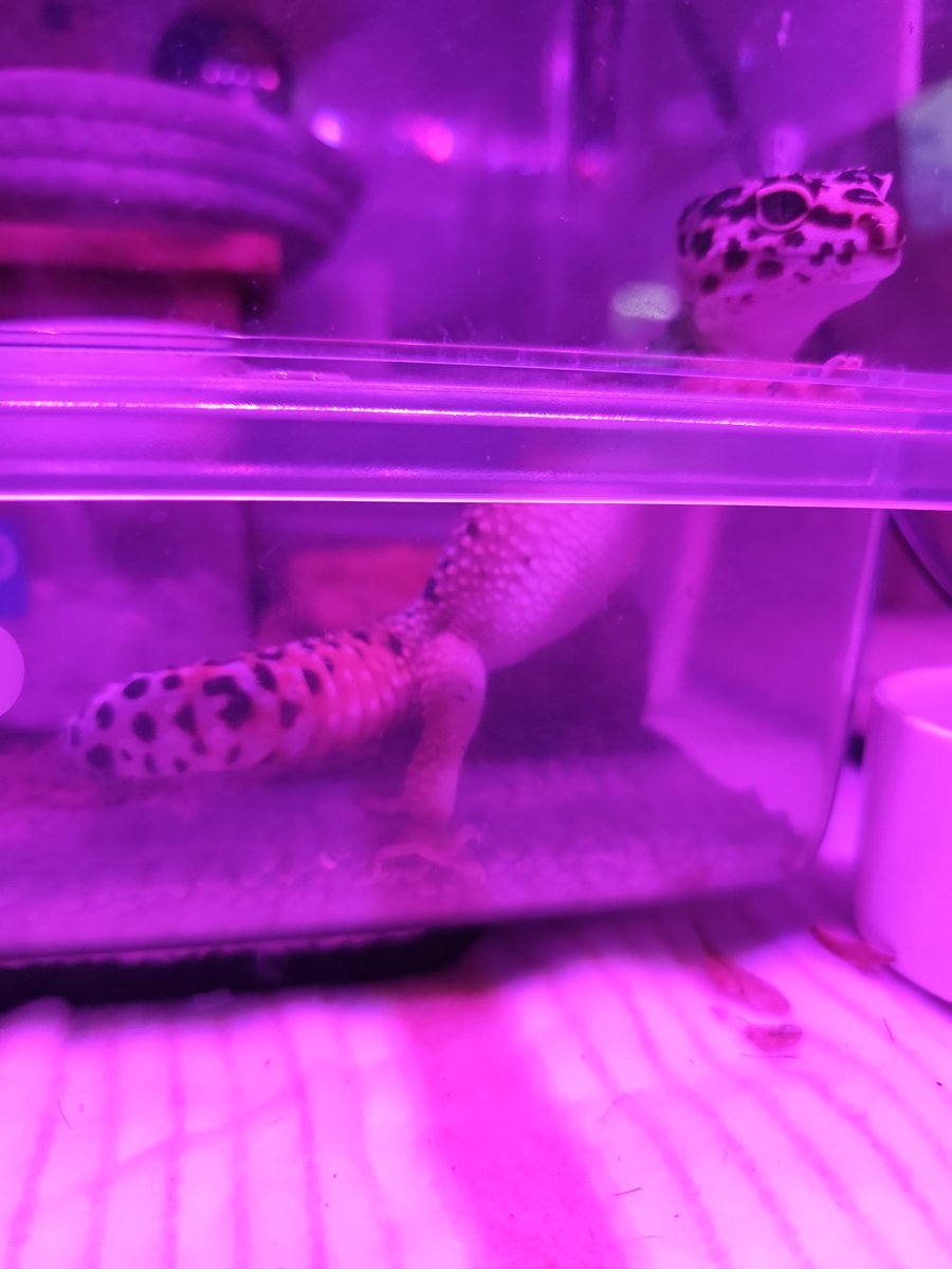 ヴィルキス ヴイツツ🇺🇦 tweet media