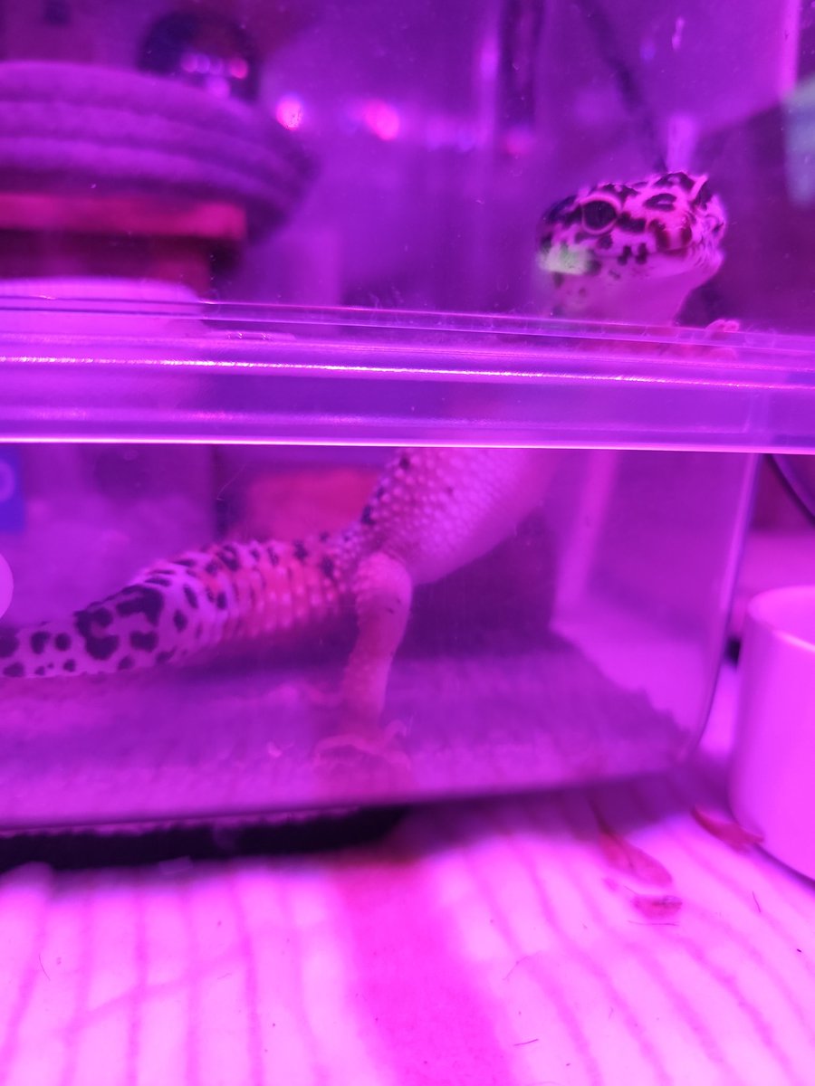 ヴィルキス ヴイツツ🇺🇦 tweet media