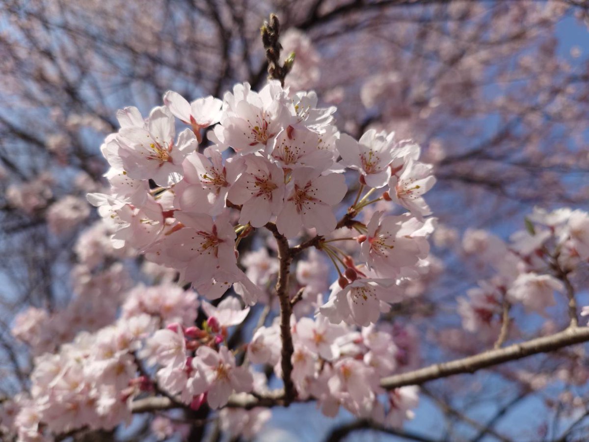 草津JCT フォールガイズ tweet media