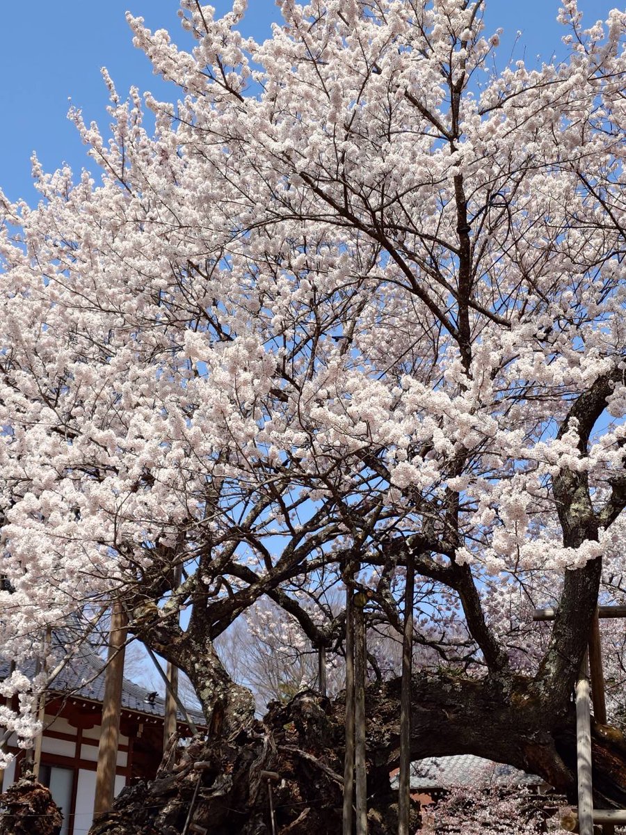 草津JCT フォールガイズ tweet media