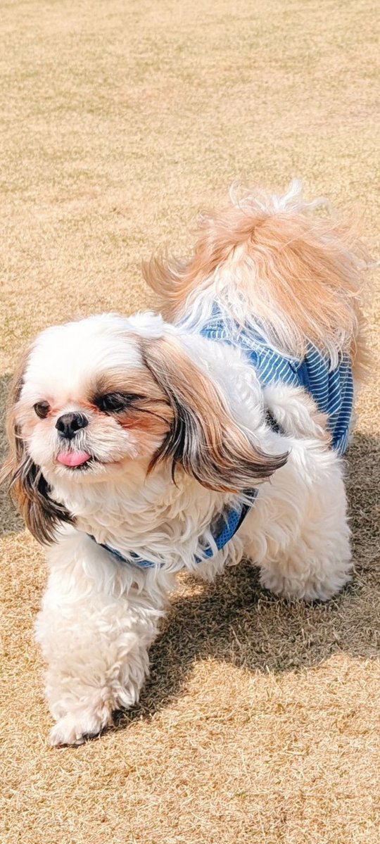 ぶんたとあんず(•ᴥ•ᐡ) tweet media