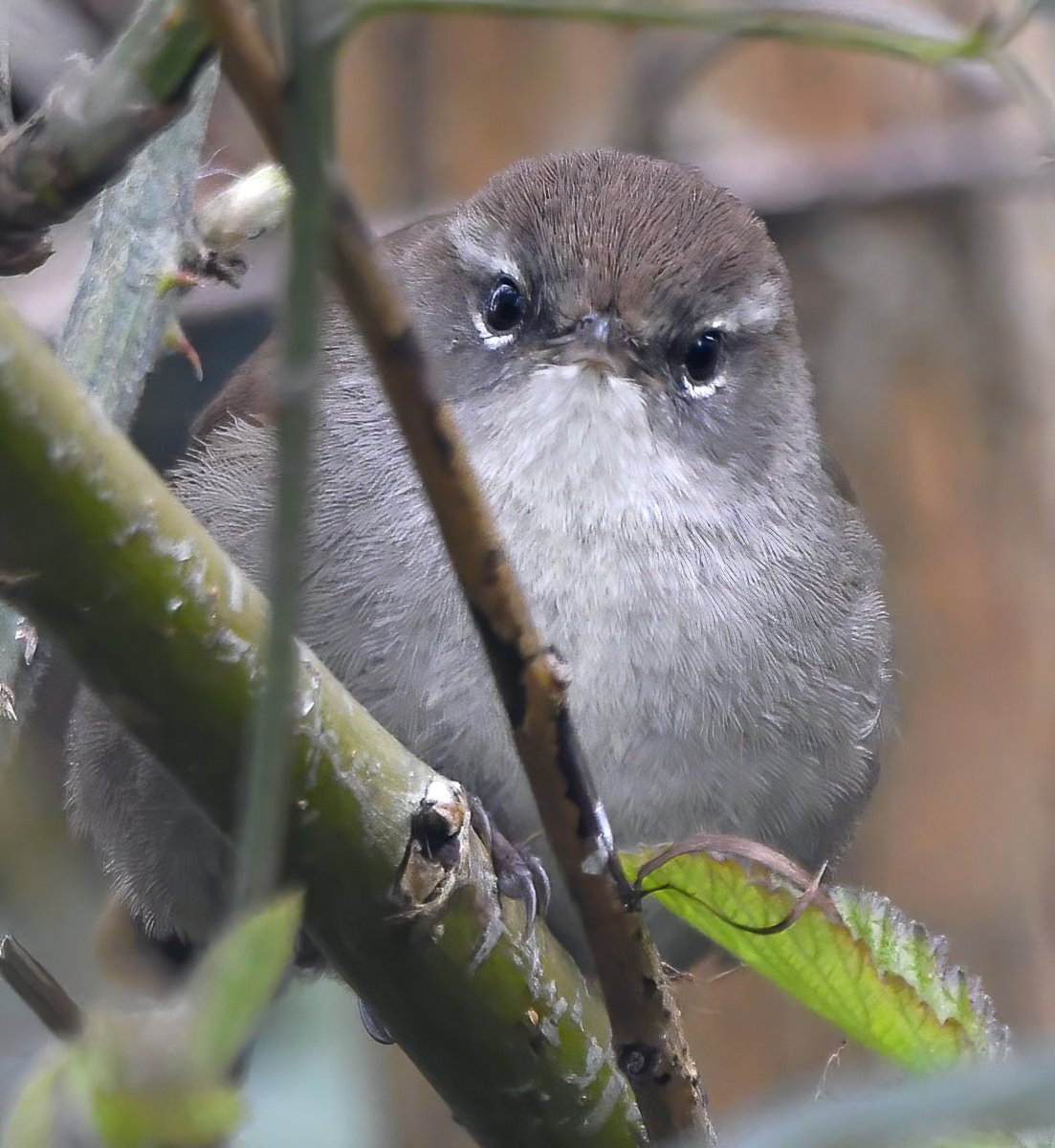 Carl Bovis tweet media