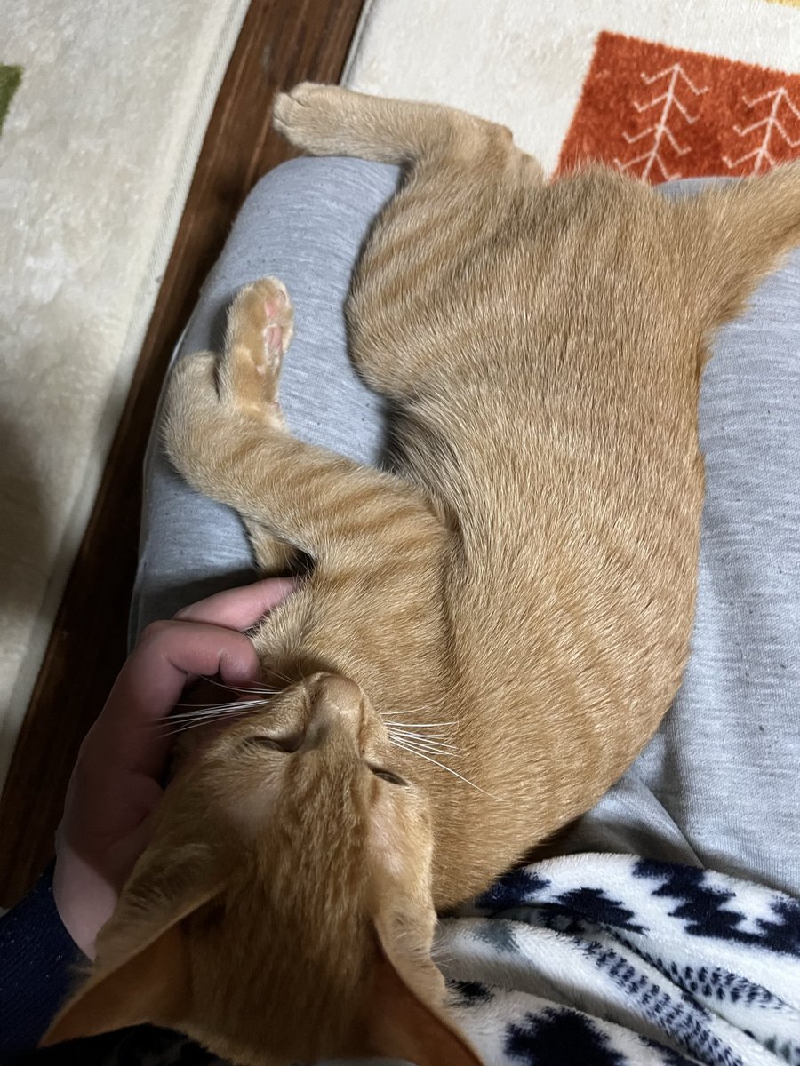 LuNα🌙 tweet media