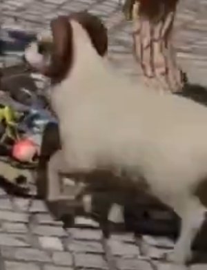 Lucas Masaba tweet media