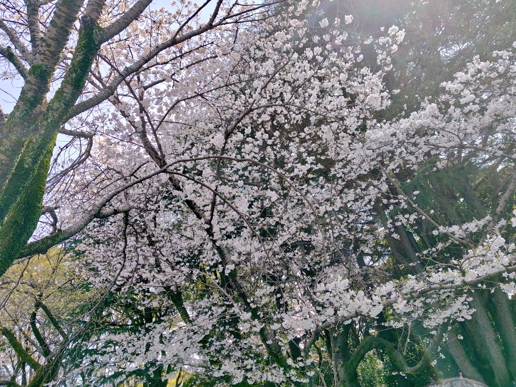 ryry0312's tweet photo. 今年も花見🌸  準備にガンバりカワイイやつ✨️ https://t.co/uNTGxdqept