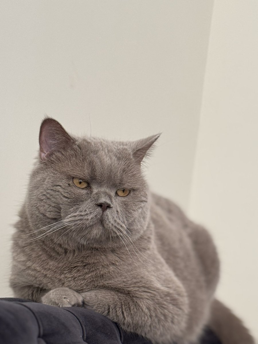 gamzisko tweet media