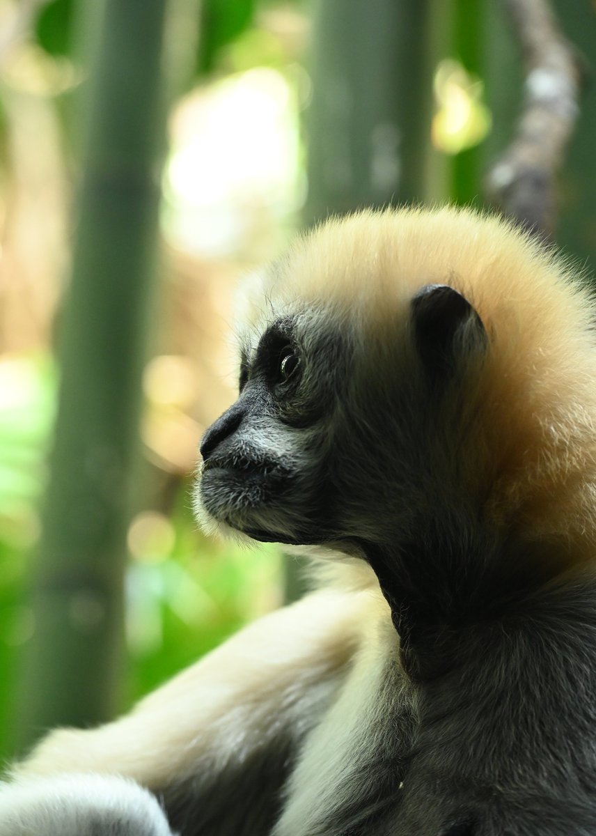 Steinsworth's tweet photo. The bird does not wonder whether it should fly.
The monkey climbs without hesitation.

To exist, is everything.
#AnimalPhotography https://t.co/1I4gFzt9eG