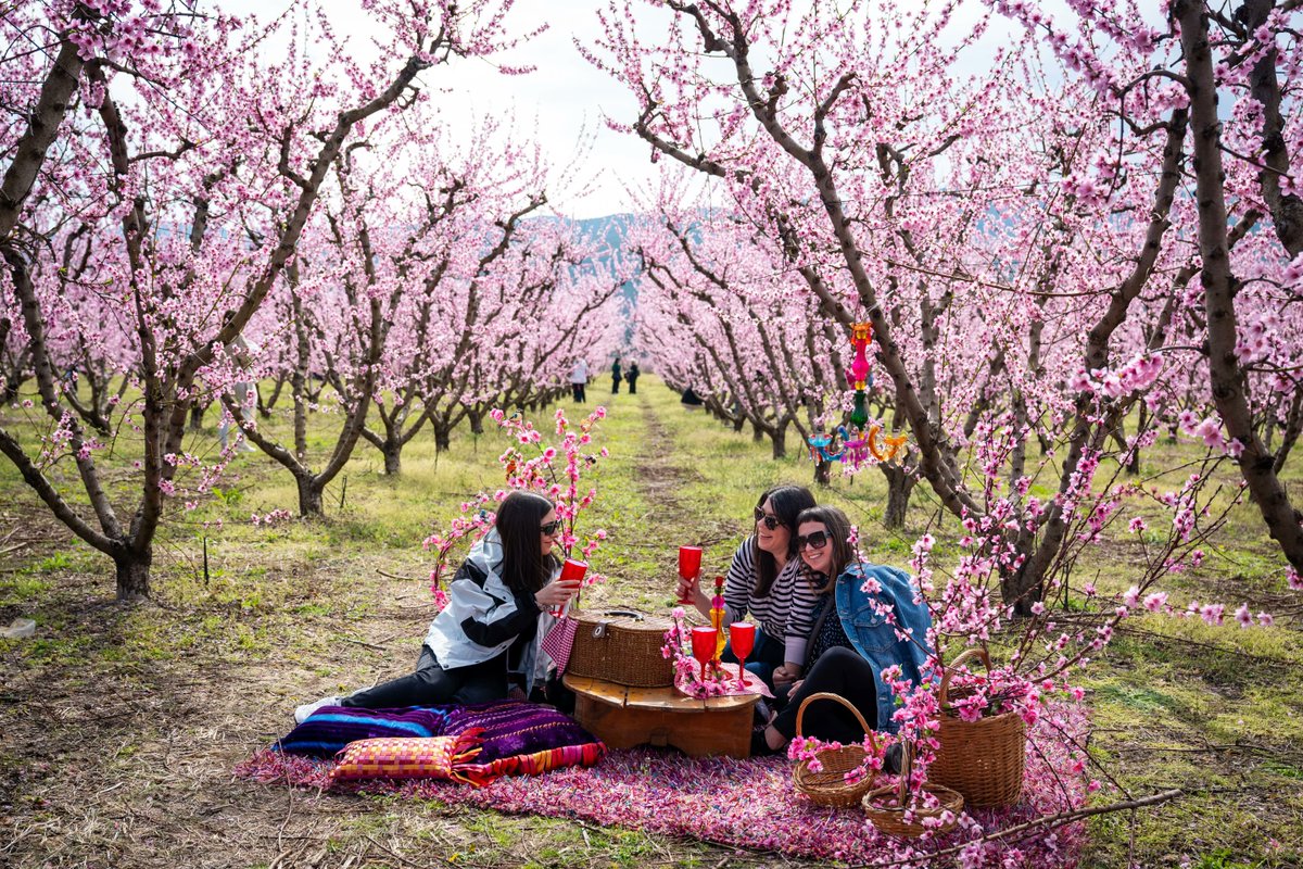 GreeceinNewYork's tweet image. A Pink Dream in Northern Greece! 🌸☁️
170,000 acres of blossoming peach trees transform #Veria into a spectacular spring stage. 

Even the @AP is praising this "pink veil" as a global phenomenon! 🌍✨
📖apnews.com/article/veria-…

🎟️: veriapeach.gr
📸 #DiscoverVeria / #AP