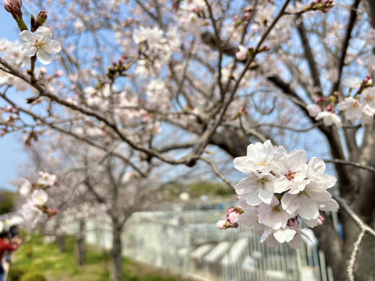 スギ♈️♡ tweet media