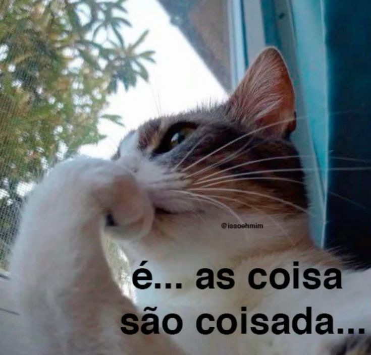 perfil dedicado a gatinhos e peitos tweet media