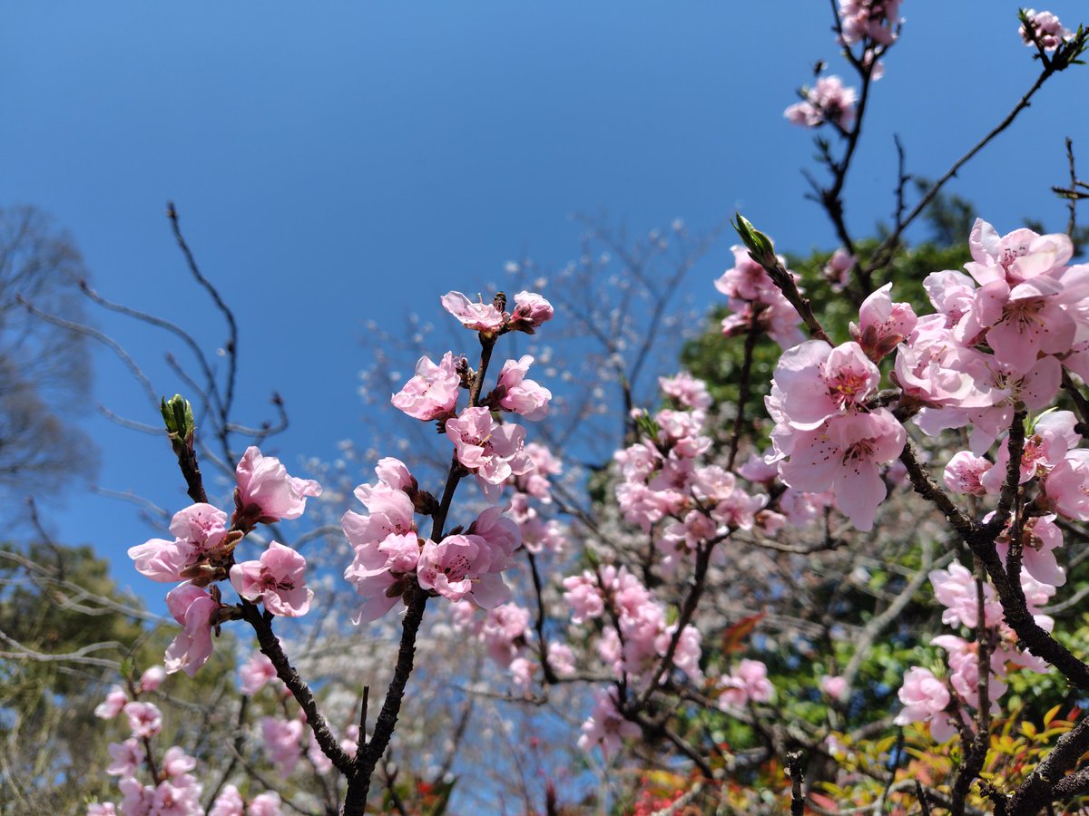 724-box (なつよぼっくす) tweet media