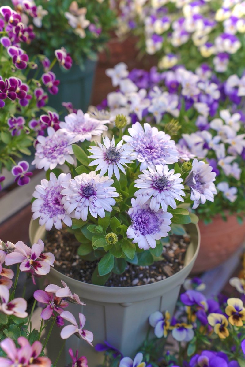 ihigomiruku7's tweet image. #フォーチュンブルー 
コンパクトにまとまっています。
1株で氷の結晶の様なお花がいろいろ咲いています😳
面白いですね〜

#hakusan 
#オステオスペルマム
#ガーデニング
#花が好きな人と繋がりたい