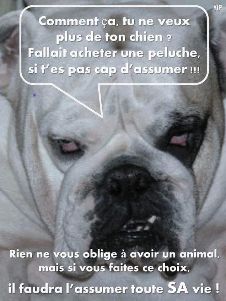 PBE 🦔🌳🐤🐾 tweet media