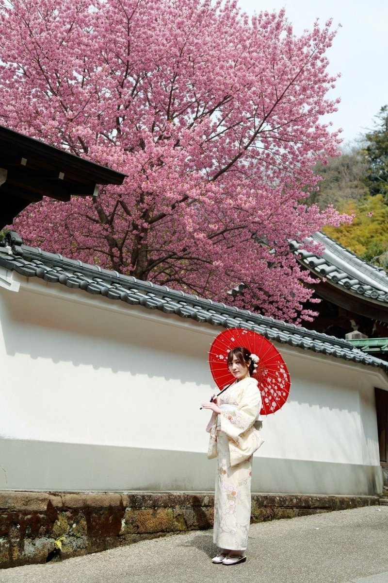 kurowasan11's tweet photo. 2026年桜
モデル　はるかさん

まだ、3月22日の鎌倉は桜撮影には少し早すぎました。
最後の写真は自撮り中。 https://t.co/ukYe7HJeA7
