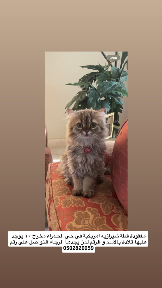 تطبيق مفقود tweet media