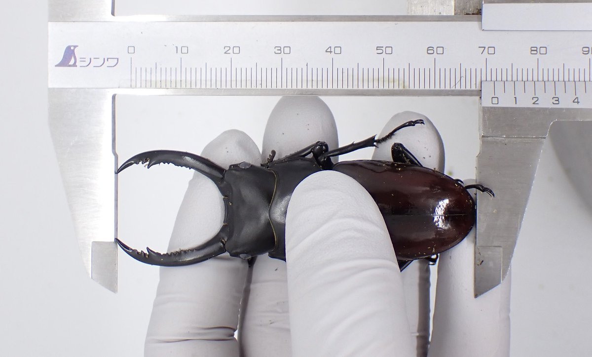 しまむら tweet media