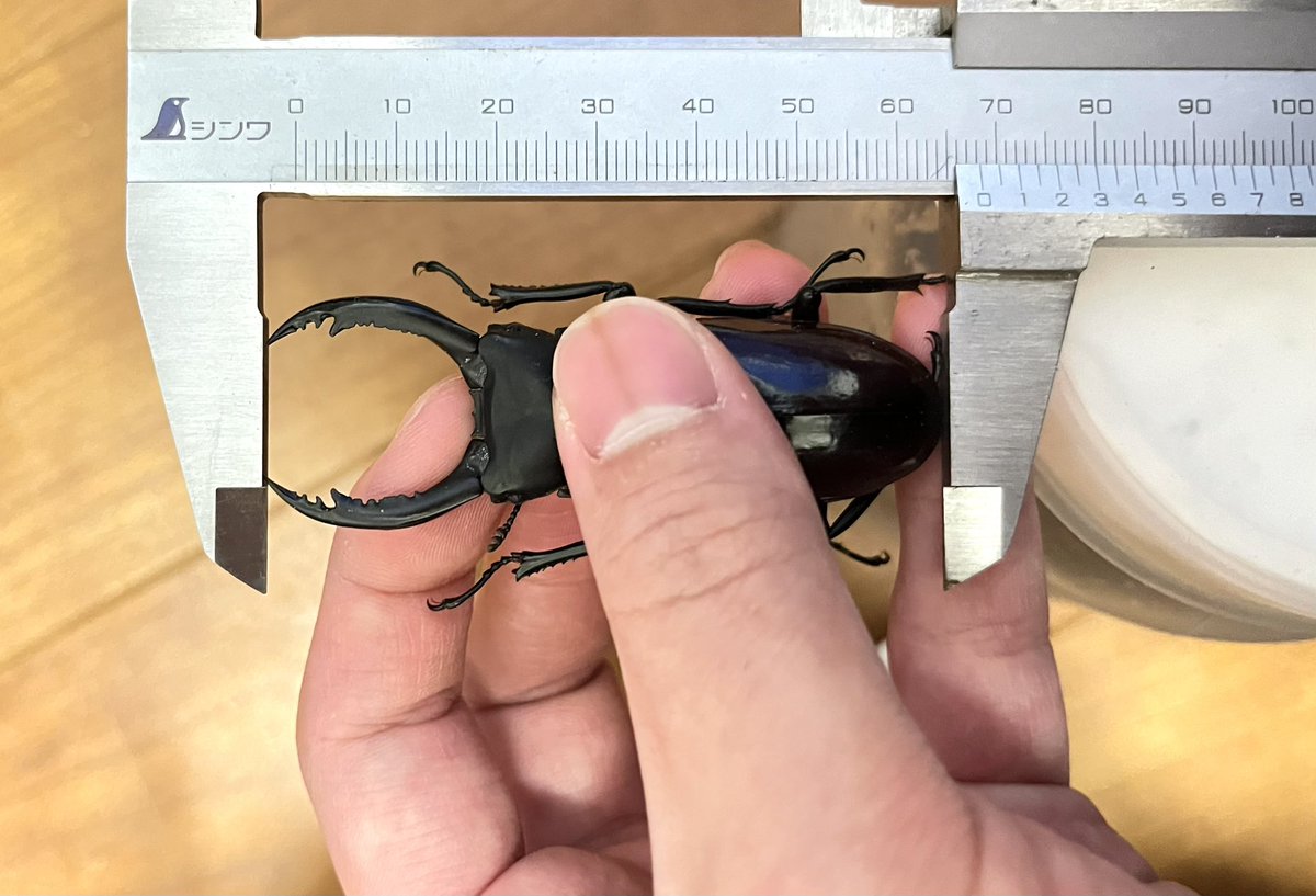 しまむら tweet media