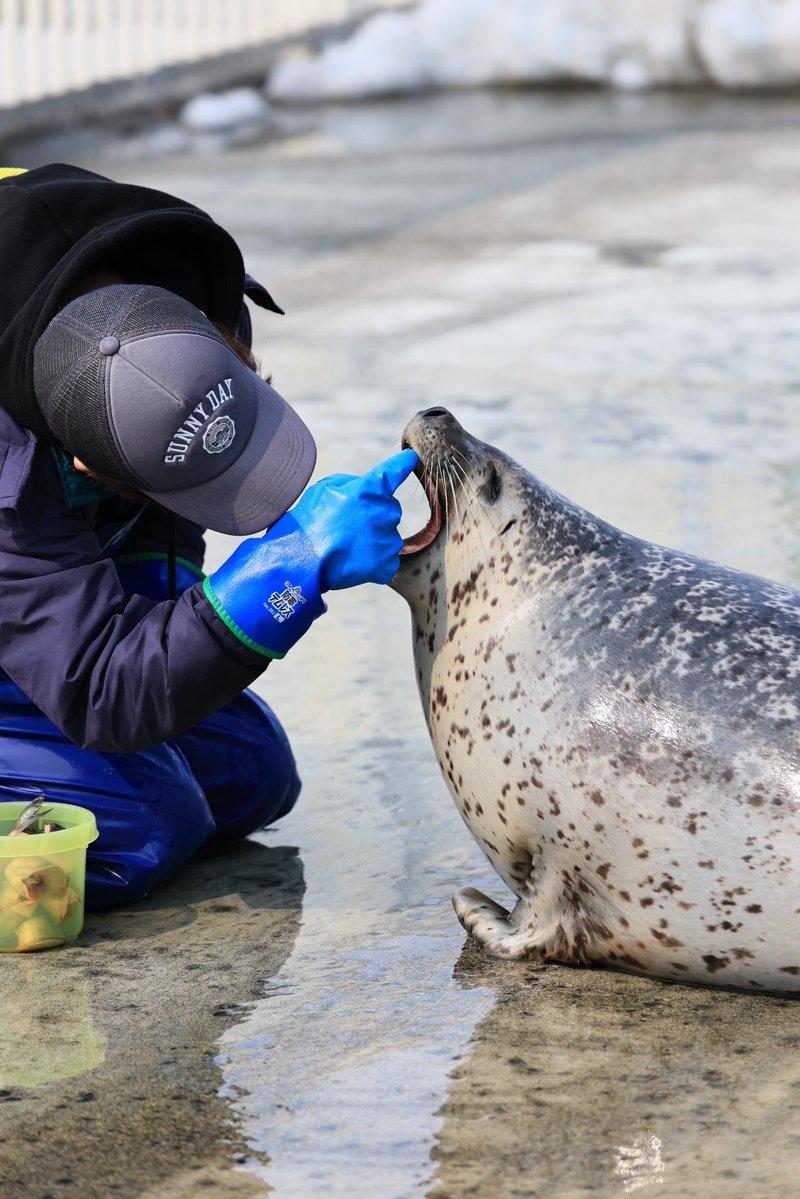 🦭ウィスタリア🦭 tweet media