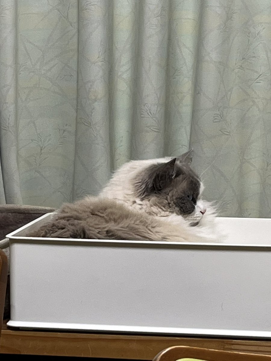 るる＆らら tweet media