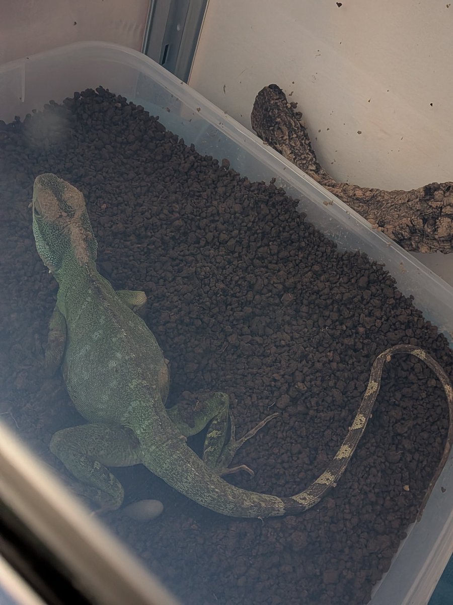 GAW（レニー） tweet media