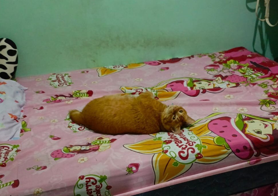 Mocca choco latte ☕ tweet media