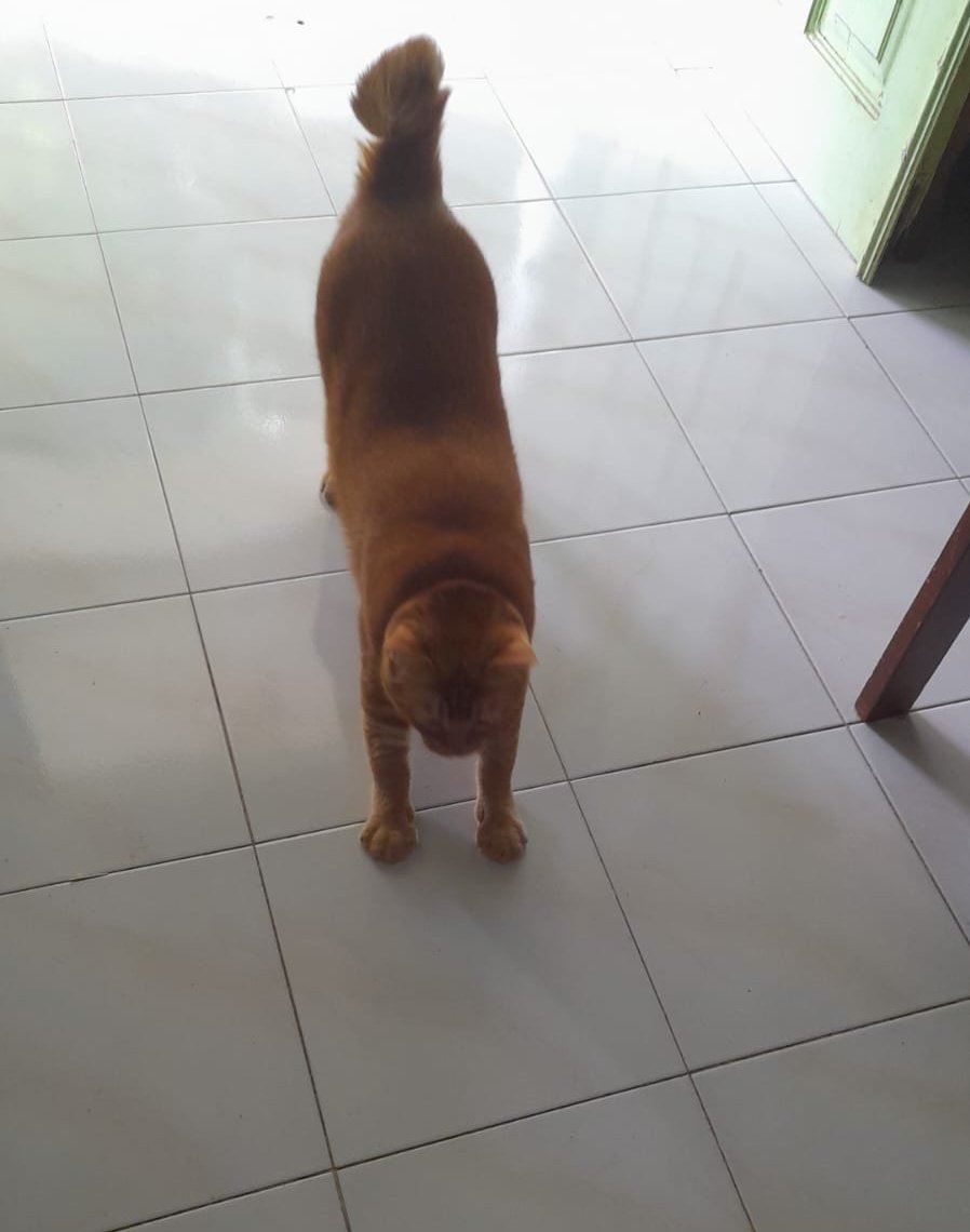 Mocca choco latte ☕ tweet media