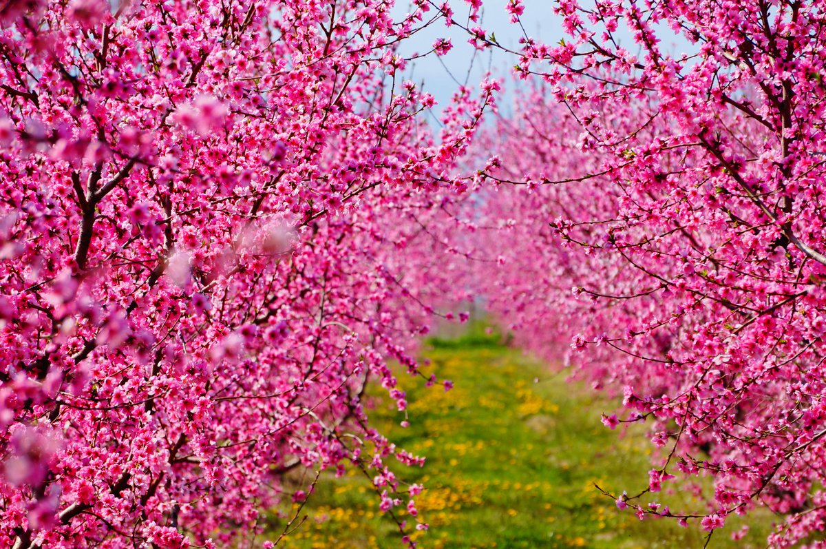 GreeceinNewYork's tweet image. A Pink Dream in Northern Greece! 🌸☁️
170,000 acres of blossoming peach trees transform #Veria into a spectacular spring stage. 

Even the @AP is praising this "pink veil" as a global phenomenon! 🌍✨
📖apnews.com/article/veria-…

🎟️: veriapeach.gr
📸 #DiscoverVeria / #AP