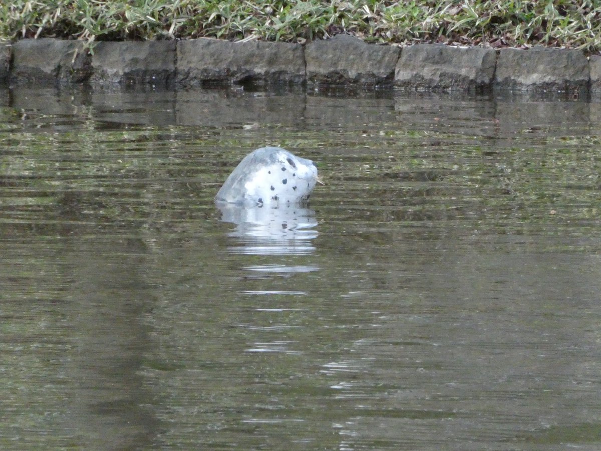 🦭イトウ🦭🦭🦭🦭🦭₎ ₎ tweet media