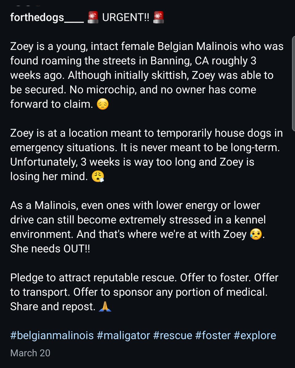 8415_n's tweet image. ZOEY
Young #malinois, probably barely 1yo., found stray in #BanningCA.
She's been taken into a location meant to temporarily house #dogs in emergency situations. She's going crazy being locked up. Needs out immediately‼
#Beaumont #BeaumontCA
Pls #RESCUE #FOSTER #ADOPT